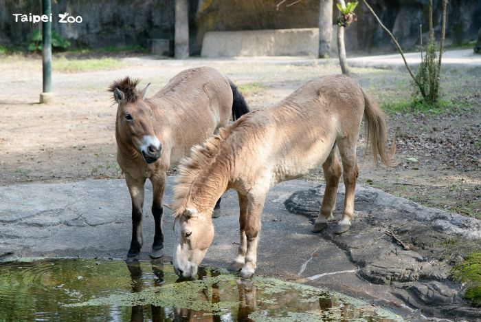 4月22日世界地球日一起馬力全開！臺北市立動物園邀你用行動守護地球、認識保育與永續生活